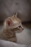 S2_B_Whinecat