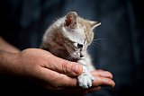 S2_B_Whinecat