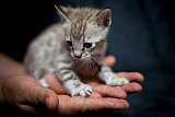 S2_B_Whinecat