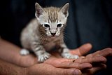 S2_B_Whinecat