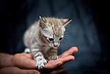 S2_B_Whinecat