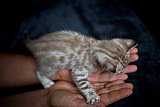S2_B_Whinecat