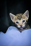 S2_G3_Whinecat