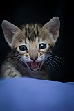 S2_G3_Whinecat