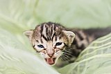 S2_G3_Whinecat