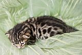S2_G3_Whinecat