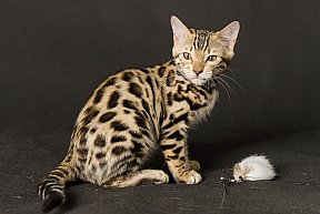 Queen of Starlight Whinecat