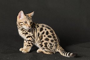 Queen of Starlight Whinecat