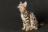 Queen of Starlight Whinecat