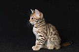 Raymond Whinecat