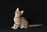 Raymond Whinecat