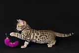 Raymond Whinecat