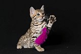 Raymond Whinecat