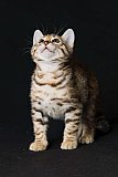 Raymond Whinecat