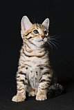 Raymond Whinecat
