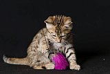 Raymond Whinecat