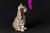Raymond Whinecat