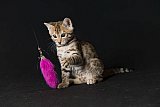 Raymond Whinecat