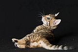 Raymond Whinecat