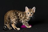 Raymond Whinecat