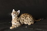 Raymond Whinecat