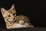 Raymond Whinecat
