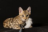 Raymond Whinecat