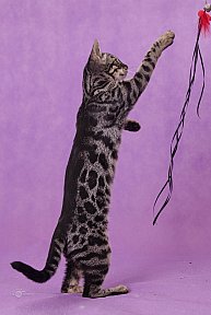Freestyle Whinecat