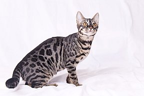 Freestyle Whinecat