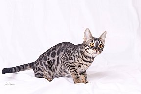 Freestyle Whinecat