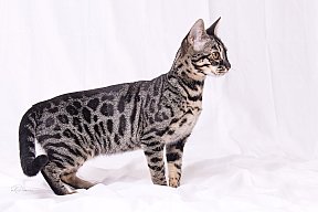 Freestyle Whinecat
