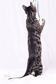 Freestyle Whinecat