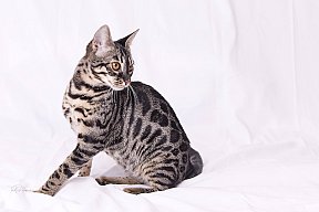 Freestyle Whinecat