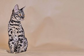 Freestyle Whinecat