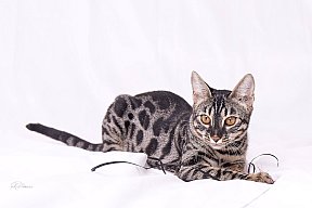 Freestyle Whinecat