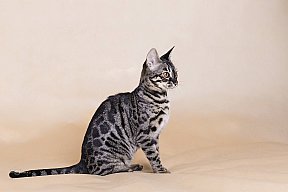 Freestyle Whinecat