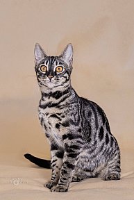 Freestyle Whinecat