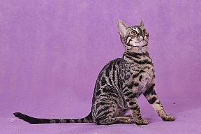 Freestyle Whinecat