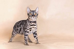 Freestyle Whinecat