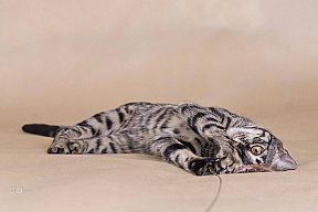 Freestyle Whinecat
