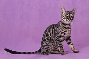 Freestyle Whinecat