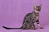 Freestyle Whinecat