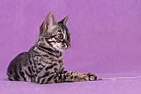 Freestyle Whinecat