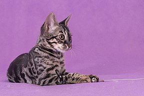 Freestyle Whinecat