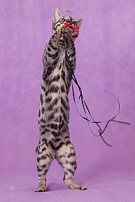 Freestyle Whinecat