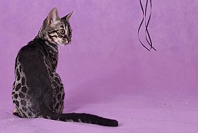 Freestyle Whinecat
