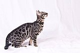 Freestyle Whinecat