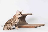 I am Queen Whinecat 