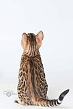 I am Queen Whinecat 