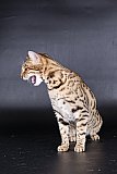 Lynxland Kaiisha /7G